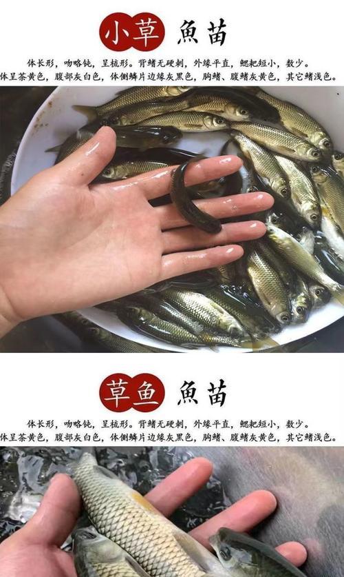 哪种鲫鱼鱼苗的味道更好？如何选择？