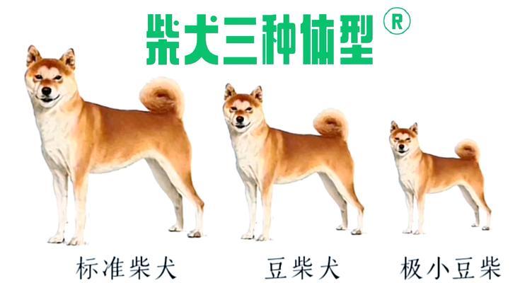 漳州可以养柴犬吗现在多少钱？养柴犬的费用和条件是什么？