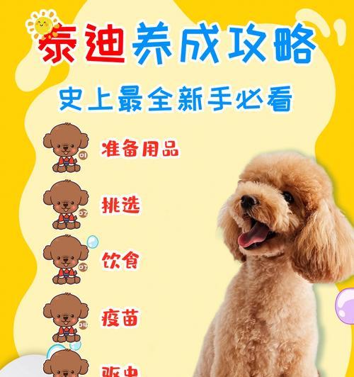 泰迪幼犬每天应喂多少水？如何确保水分摄入充足？