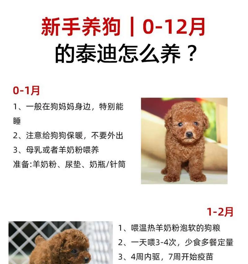 50元能买到什么样的泰迪母狗？价格是否合理？