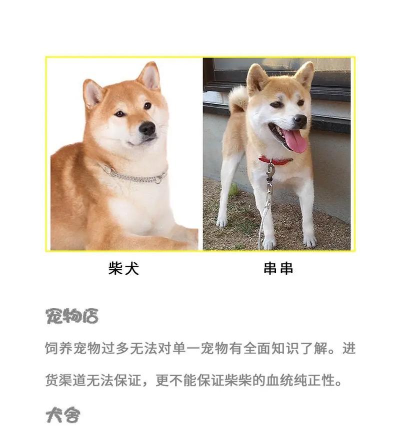 南湾寄养柴犬的费用是多少？