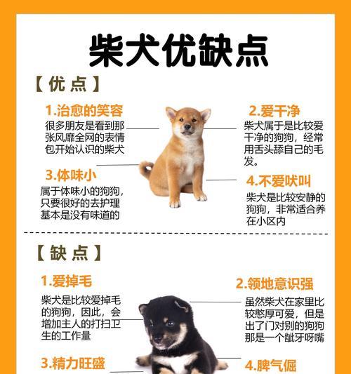 南湾寄养柴犬的费用是多少？