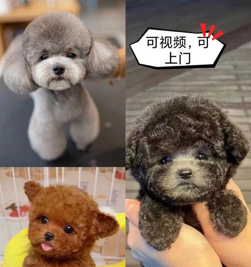 灰泰迪幼犬需要多大空间？如何为它们创造适宜的环境？