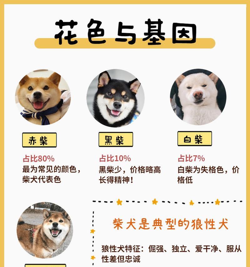 柴犬的饲养成本和日常护理费用是多少？