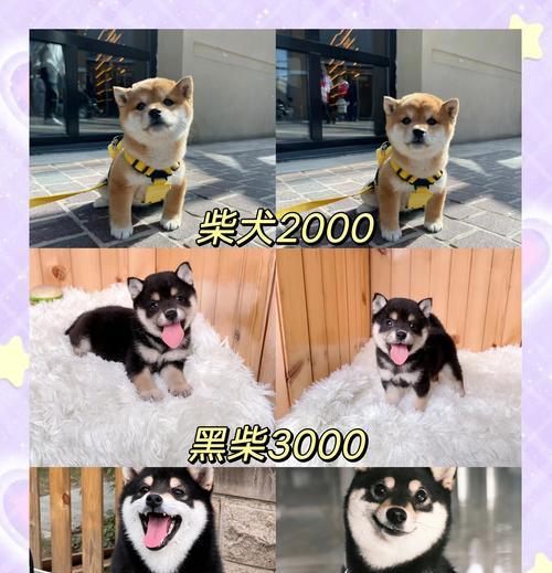 柴犬的饲养成本和日常护理费用是多少？