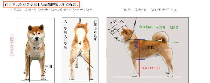 柴犬需要多大的骨头？重量标准是什么？