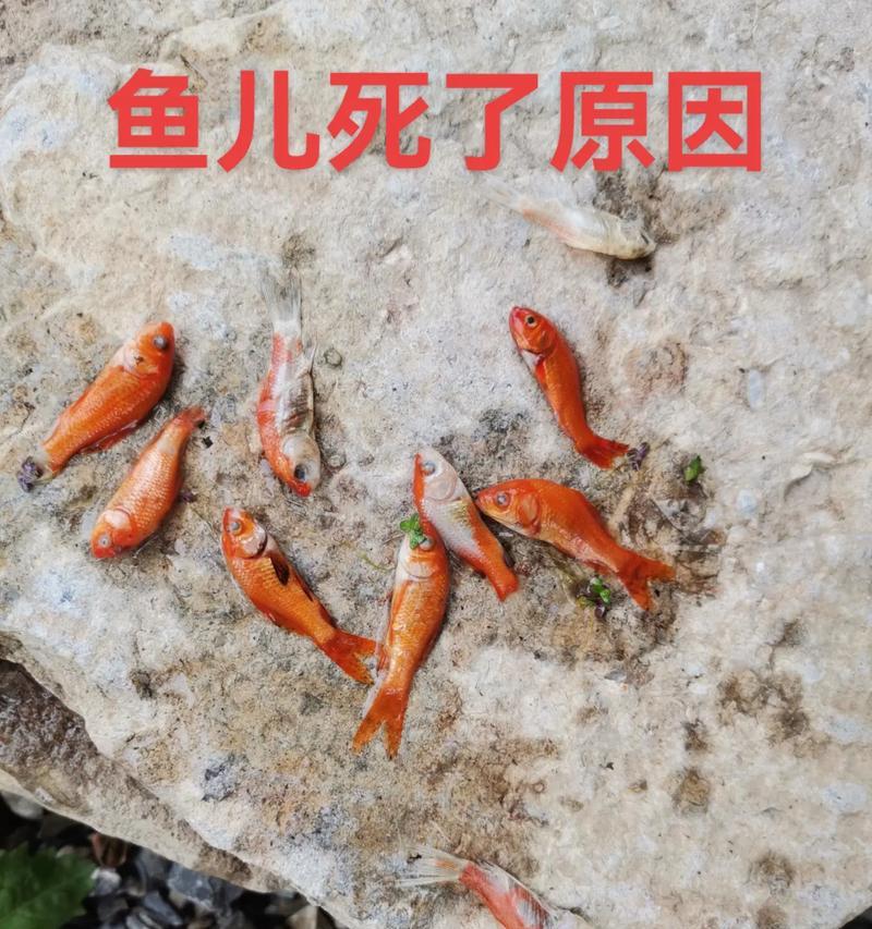 秋季草鱼苗成活率高吗？为什么？