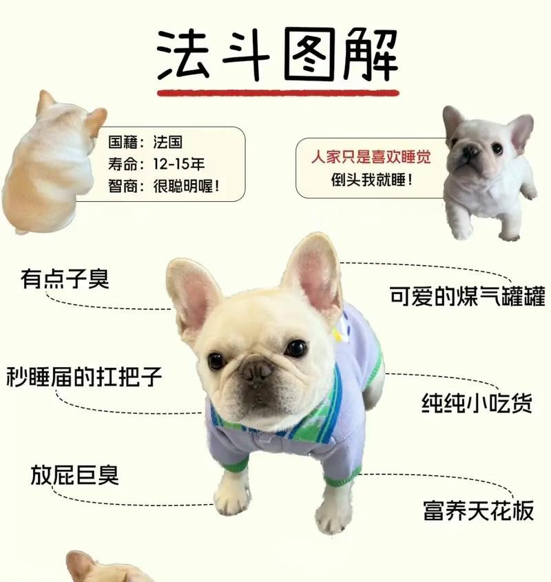 法斗小型犬适合哪些零食？如何选择健康的零食？