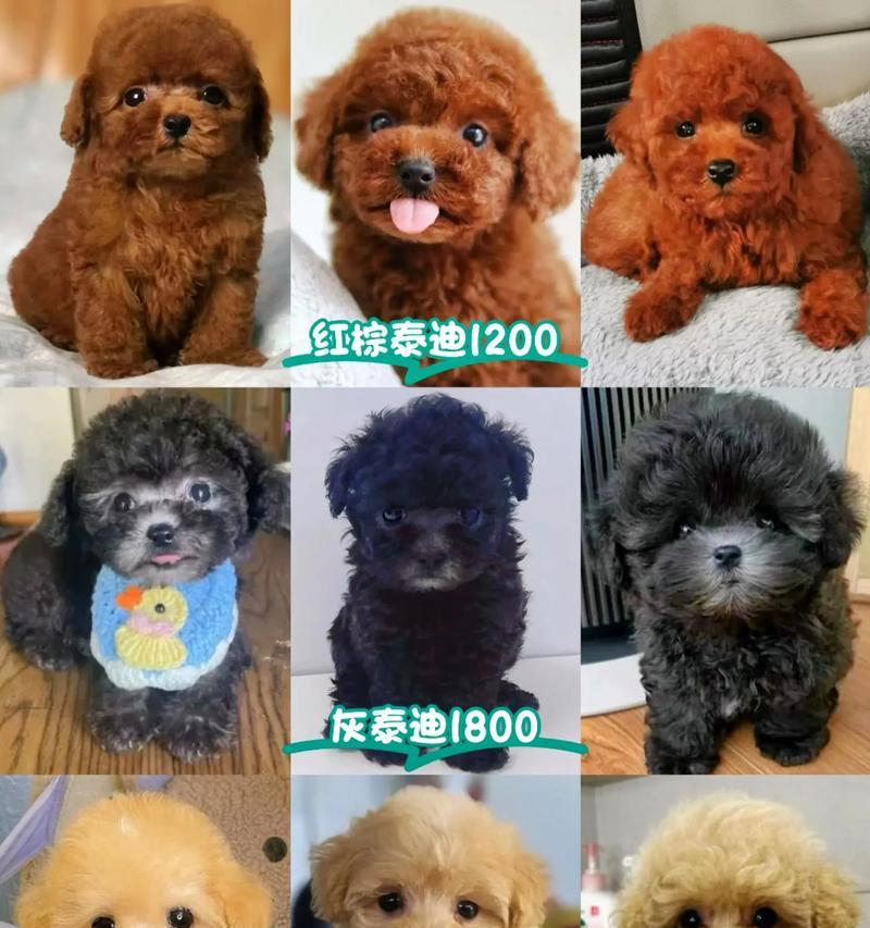 昆山纯种泰迪幼犬免费领养需满足什么条件？