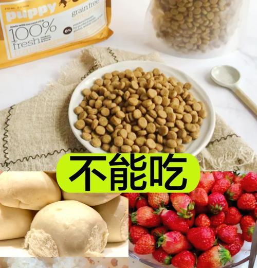 小体泰迪一顿要吃多少合适？泰迪的饮食管理有哪些要点？