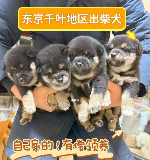 呈贡领养柴犬的地点和费用是多少？