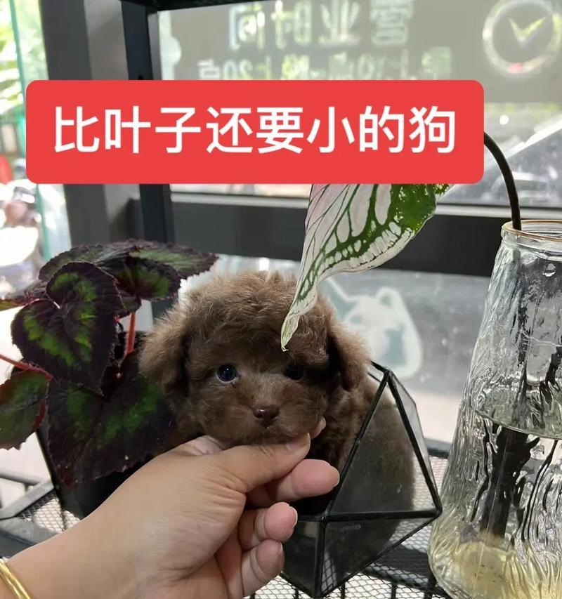 宠物店泰迪的价格是多少？