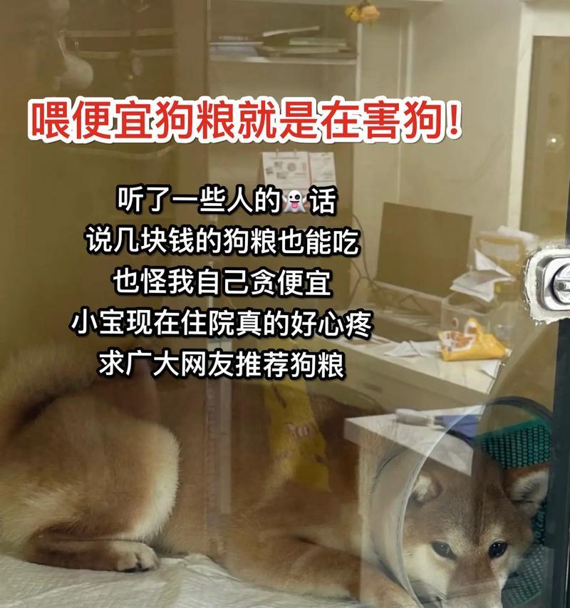 一只狗吃十斤猫粮会有什么后果？猫粮对狗有害吗？