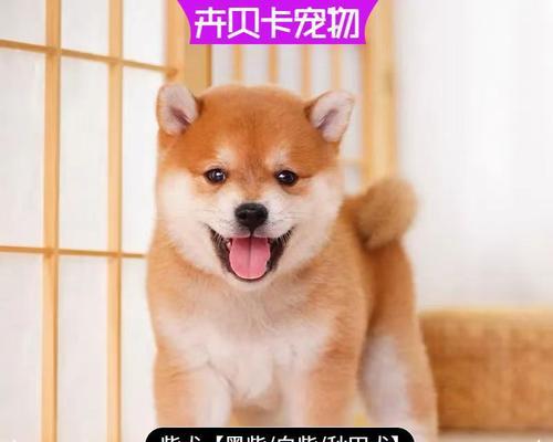 四方柴犬的价格是多少合适？如何判断价格是否合理？