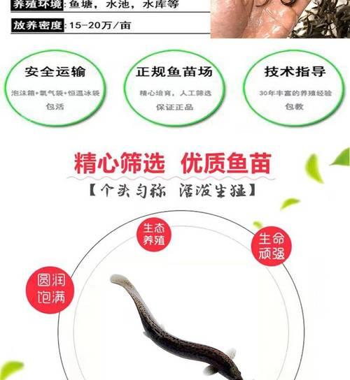 中华水鱼苗的供应方式有哪些？选择哪种方式更合适？