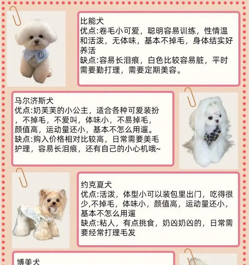 小型犬有哪些规格型号？如何选择合适的犬种？