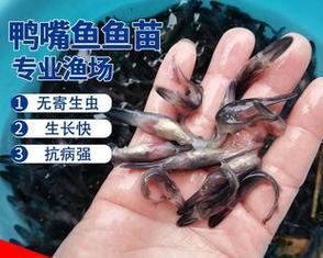 鲟鱼苗的营养食谱是什么？如何选择合适的鱼食？