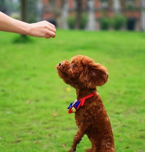 一岁的中型泰迪犬体重多少算正常？如何判断它们是否健康？