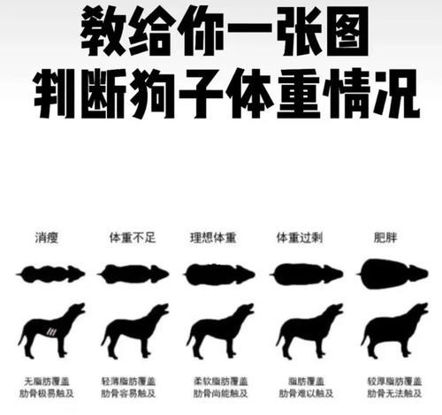 一岁的中型泰迪犬体重多少算正常？如何判断它们是否健康？