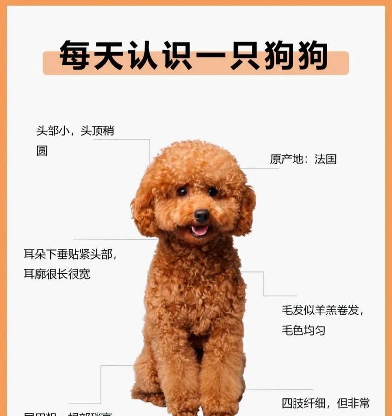 泰迪犬的正常售价是多少？购买时需注意什么？