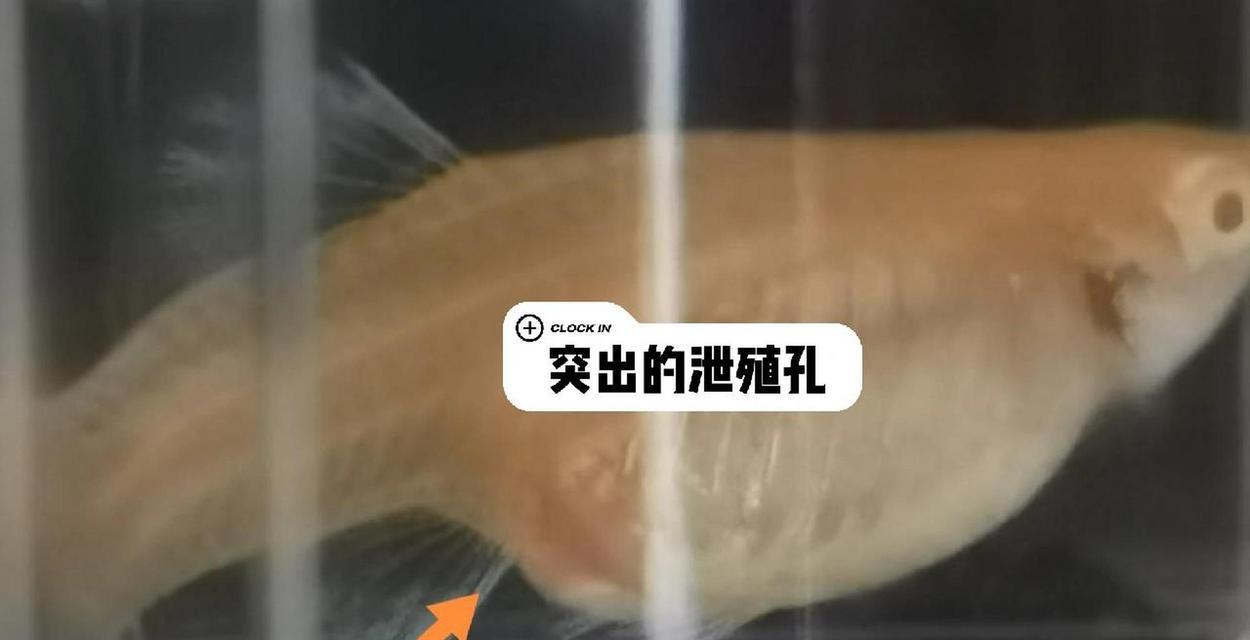 孔雀鱼苗为何不能吃夜宵？