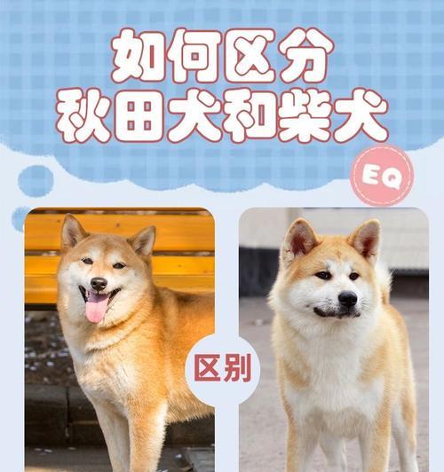 柴犬能耐受的最低温度是多少？如何为柴犬保暖？