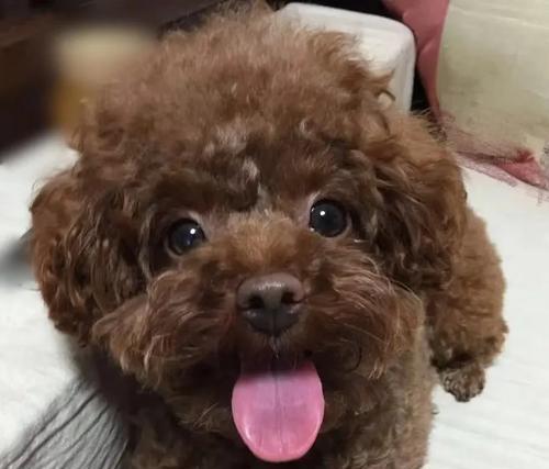 泰迪犬多少天睁开眼睛？如何照顾刚睁开眼睛的泰迪犬？