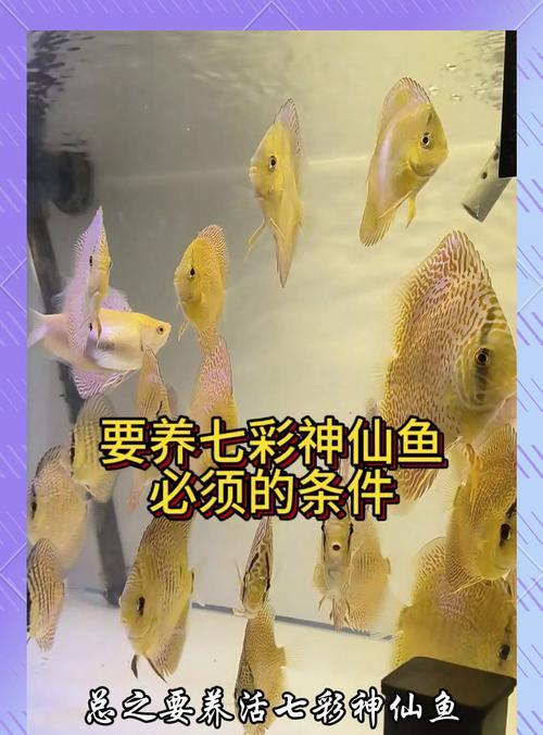 七彩鱼苗何时喂食丰年虾幼虫最佳？喂食丰年虾幼虫的注意事项是什么？