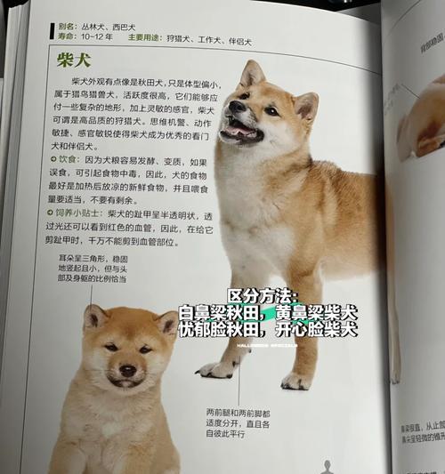 柴犬怎么鉴定价格多少？柴犬的鉴定标准和市场价值是多少？