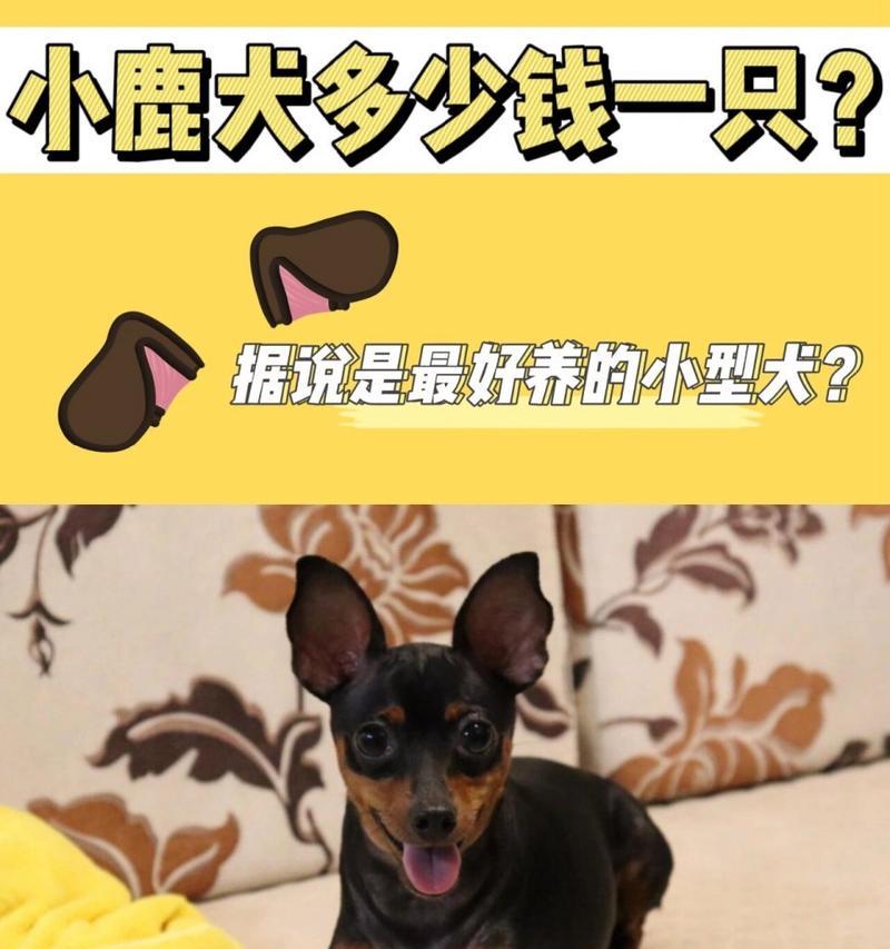 哪些中小型犬适合家庭饲养？