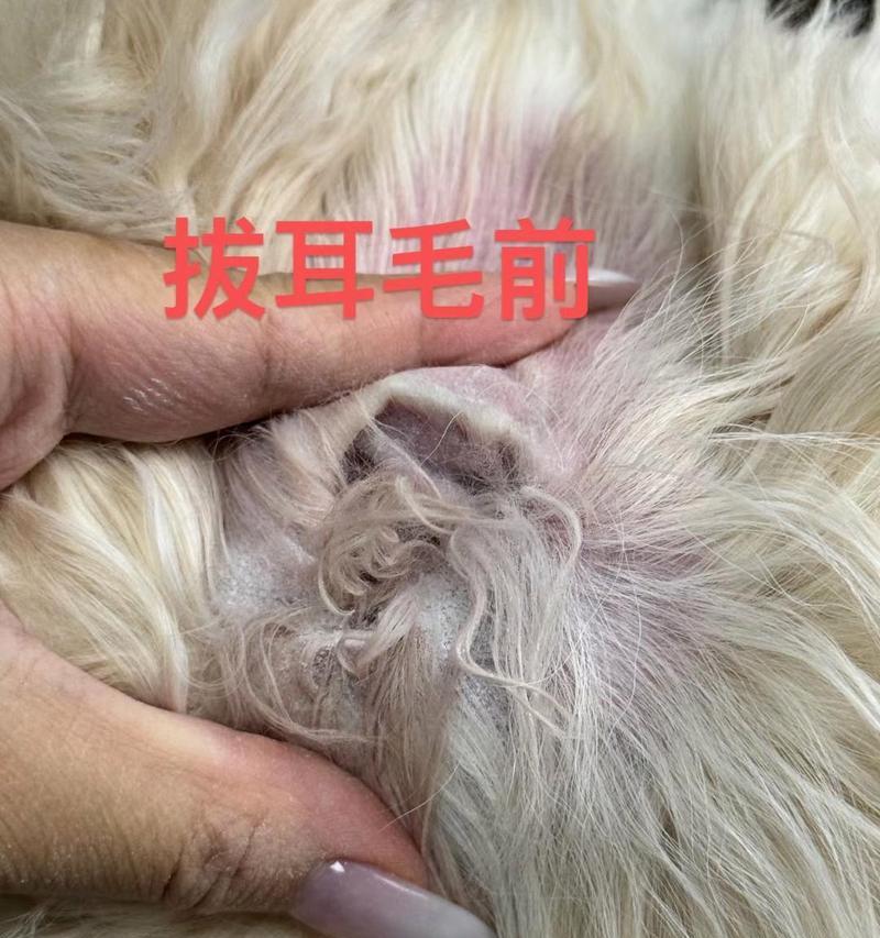 泰迪犬的耳朵与其它犬种相比大多少倍？它们的耳朵有何特殊功能？