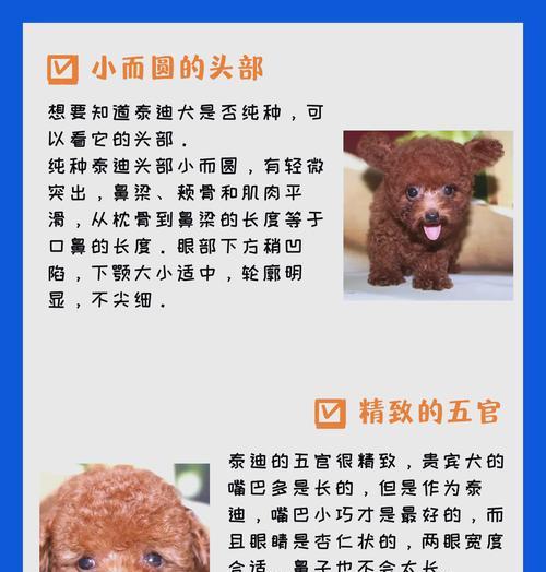 泰迪犬一岁时的市场价值是多少？如何评估其价格？