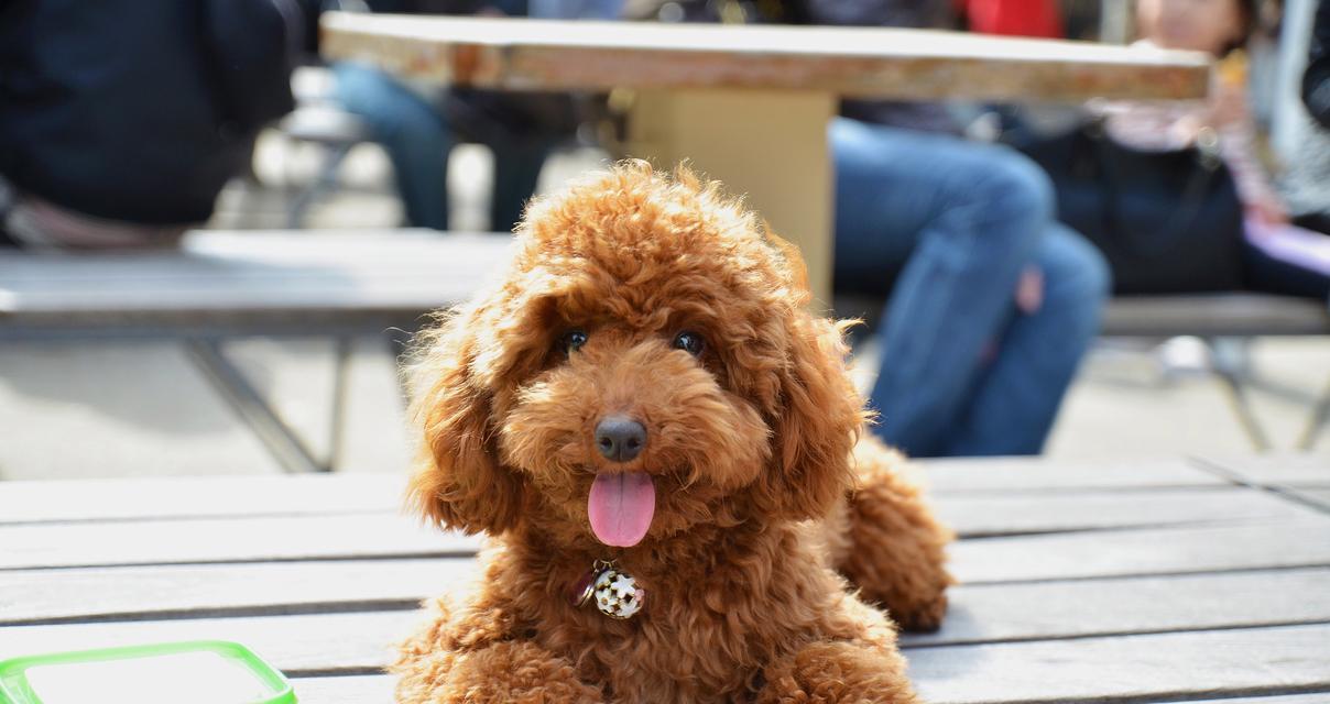 泰迪犬一岁时的市场价值是多少？如何评估其价格？