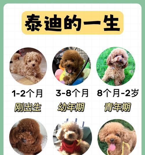 泰迪出售带尾巴的犬种需要多少钱？泰迪犬种的价格是多少？