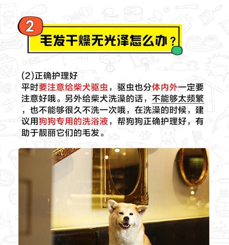 可以给柴犬剃光毛发吗？剃毛的费用和注意事项是什么？