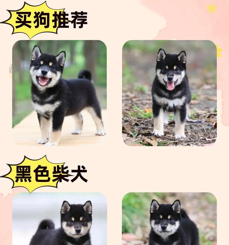 可以给柴犬剃光毛发吗？剃毛的费用和注意事项是什么？