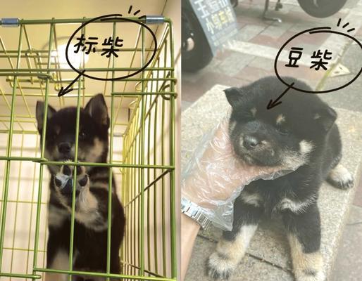 标准柴犬的标准体重应该是多少？如何判断柴犬是否达标？