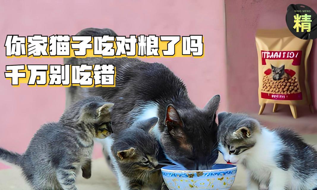 阻止狗吃猫粮的有效方法是什么？