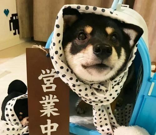 朝阳纯种柴犬的价格是多少？购买时应注意什么？