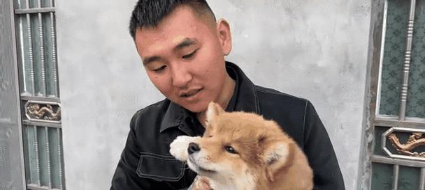 朝阳纯种柴犬的价格是多少？购买时应注意什么？