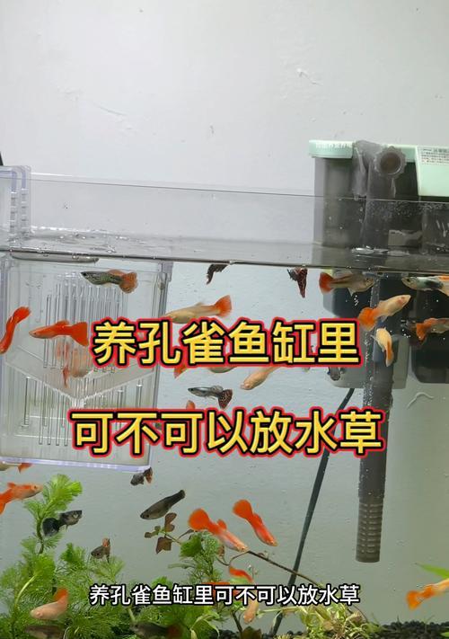 孔雀鱼鱼苗为何只吃水草？