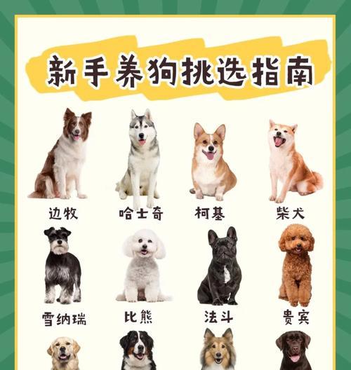 老人适合养金毛或柴犬吗？费用大概多少？