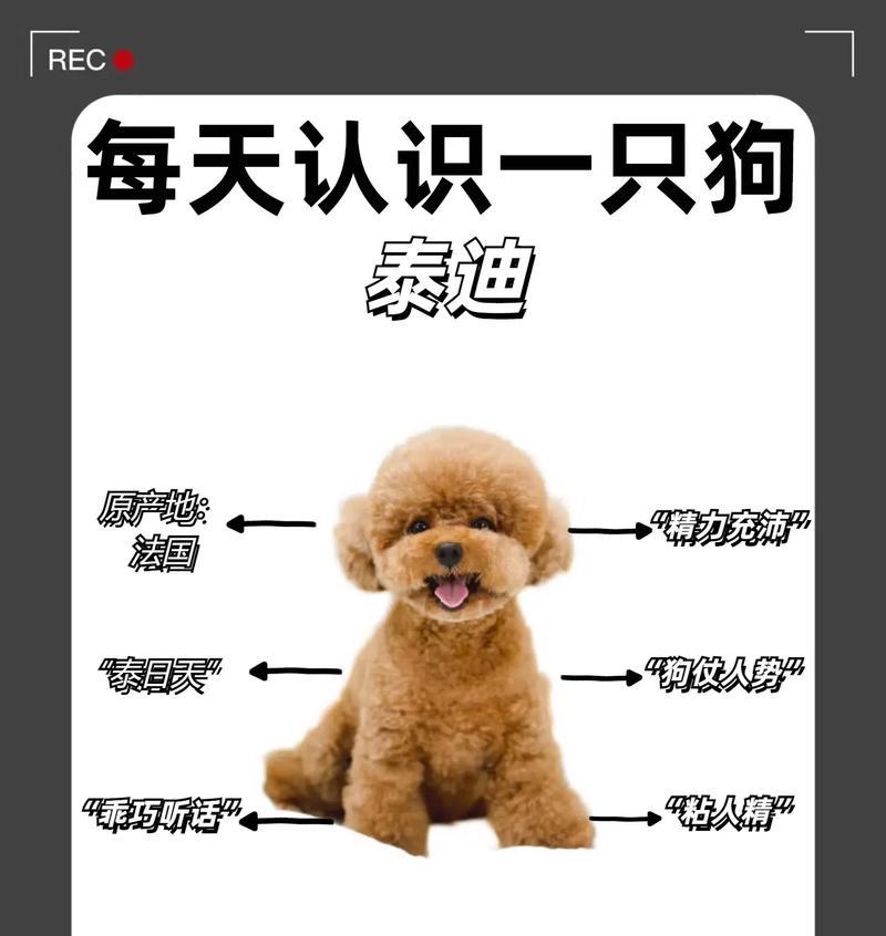 一只泰迪犬的价格是多少？