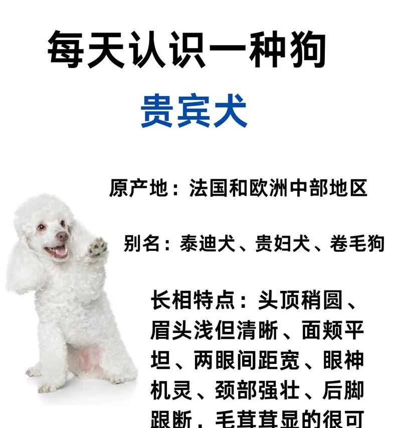 一只泰迪犬的价格是多少？