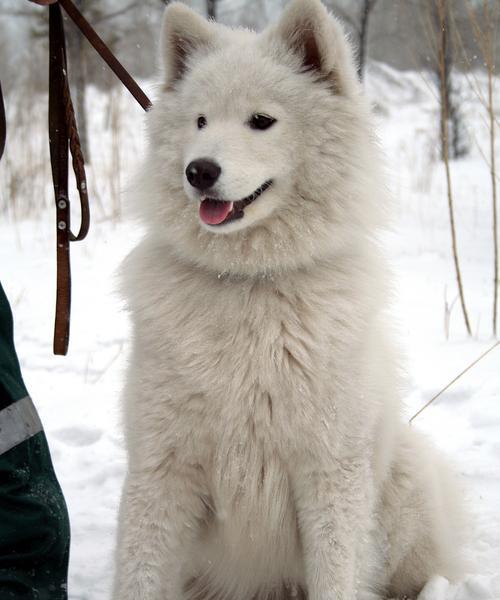 哪些品种的黑大型犬性格温顺？适合家庭饲养吗？