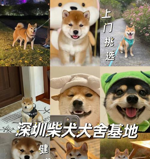 柴犬养育基地位置及费用是多少？