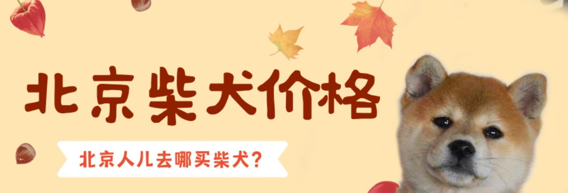 广州狗市场黑柴犬售价几何？黑柴犬价格波动原因是什么？