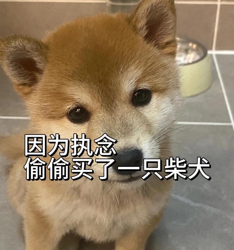 广州狗市场黑柴犬售价几何？黑柴犬价格波动原因是什么？