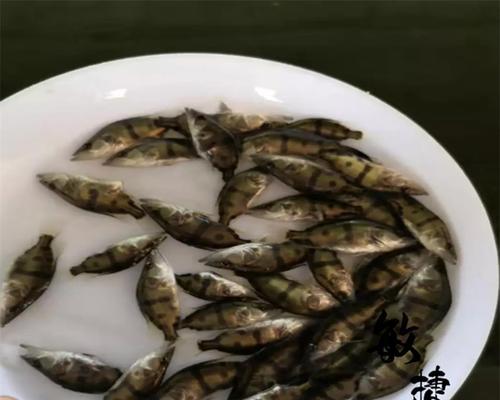 用什么可以有效诱惑鱼苗？诱惑鱼苗的最佳方法是什么？