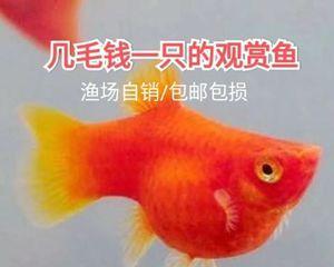 小型平毛工作犬种有哪些？为什么捞鱼不要鱼苗？